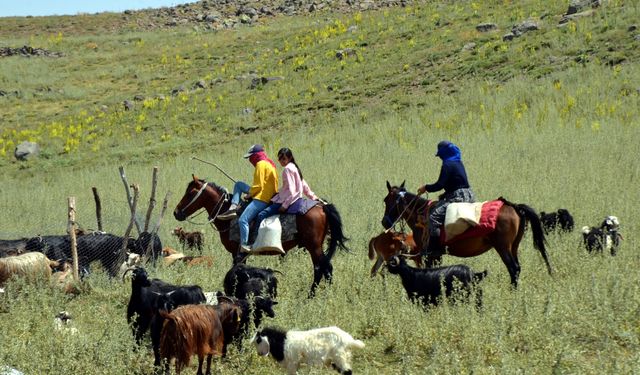 Muş'ta berivanlar küçükbaş hayvanları sağmak için her gün atlarla yaylaya çıkıyor