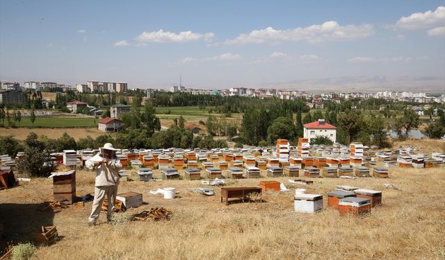 Muş'ta bu yıl 600 ton bal rekoltesi bekleniyor