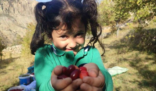 Şerbeti, çayı, meyvesi oluyor! Kalbi koruyor, enfeksiyonu düşürüyor