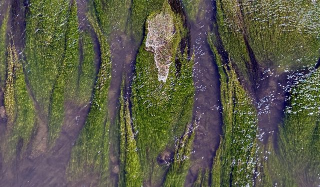 Sıcakların etkisiyle suyu azalan Ardahan'daki Kura Nehri'ni yosun kapladı