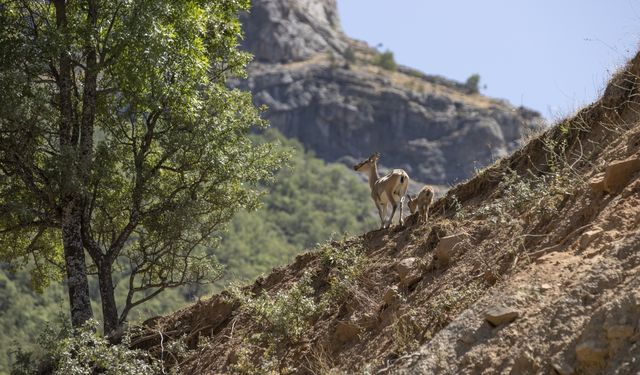 Tunceli'de koruma altındaki yaban keçileri yavrularıyla görüntülendi