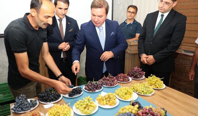 Erzincan'da sofralık üzüm çeşitleri artış gösteriyor