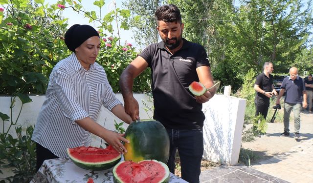 Üretilen karpuzun dördüncü hasadı başladı