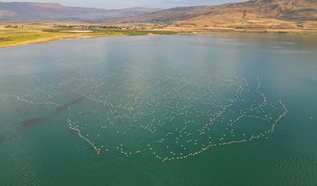 Van Gölü Havzası yazlıkçı flamingoları ağırlıyor