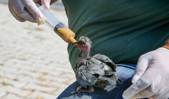 Van'da yıkılan metruk yapıdaki 20 güvercin yavrusu koruma altına alındı