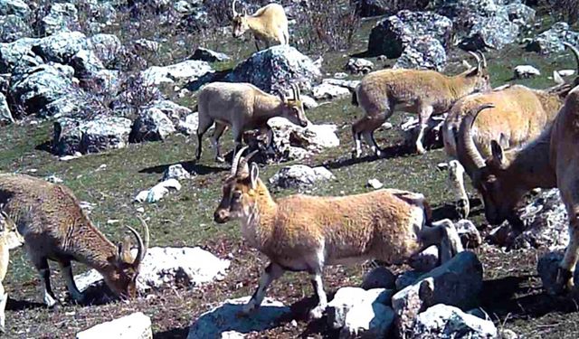 Yaban keçisi sürüsü fotokapanla görüntülendi