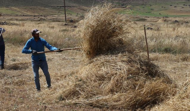 Ağrı'nın yüksek rakımlı köylerinde çiftçiler hasat için mevsim koşullarıyla yarışıyor