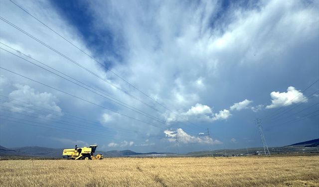 Ardahan'da tescilli kavılca buğdayında hasat dönemi başladı