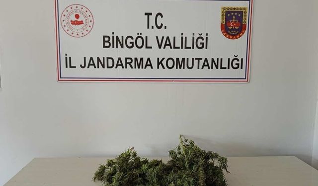 Bingöl'de 1 kilo 930 gram esrar, 180 kök Hint keneviri ele geçirildi