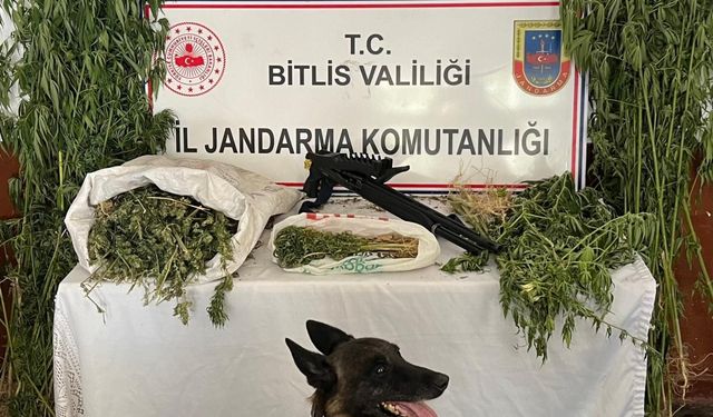 Bitlis'te 2 kilogram esrar ve 164 kök kenevir ele geçirildi