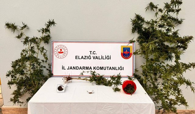 Elazığ'da bahçesine Hint keneviri eken şüpheli yakalandı