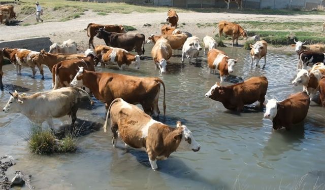 Erzincan’da bu kez mandalar değil, inekler serinledi