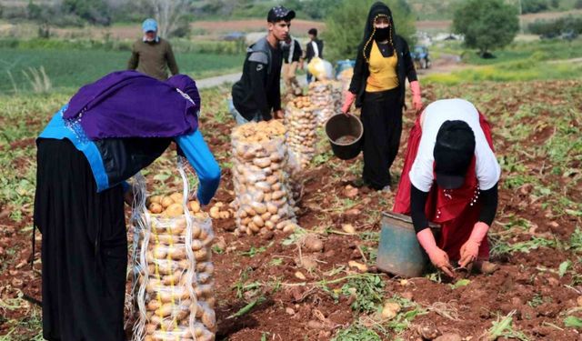 Patates hasadına başlandı