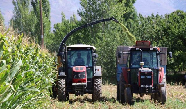 Erzincan’da silajlık mısırın hasadı yapılıyor