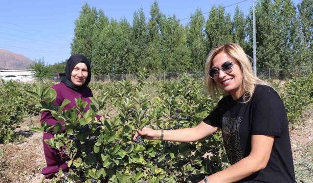 Erzincan’da “Süper meyve" bahçesi kuran ziraat mühendisi kadın “ilk hasat” heyecanı yaşadı