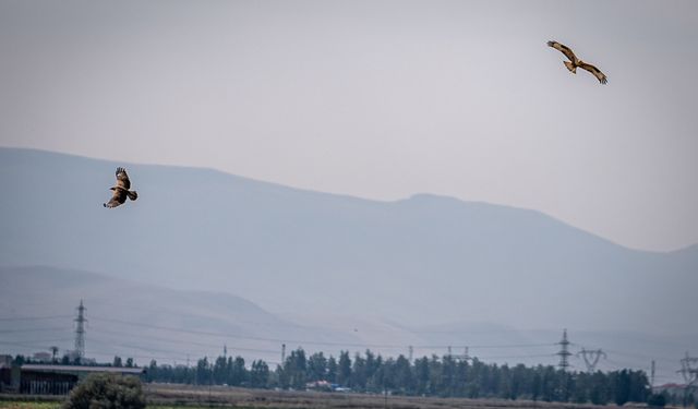 Erzurum Ovası semalarında kızıl şahinler görüntülendi