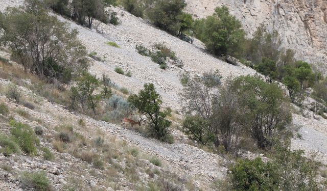 Erzurum'da dağ keçileri görüntülendi