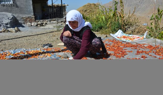 Hakkari'de üreticilerin kurutmalık mesaisi başladı