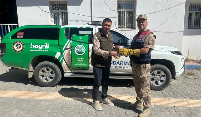 Hakkari'de yaralı doğan yavrusu tedaviye alındı