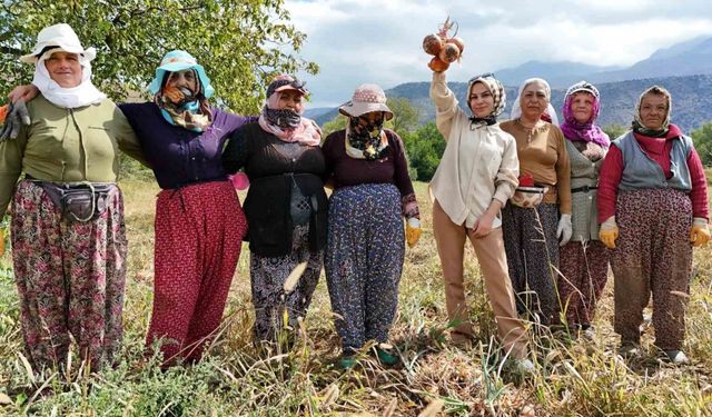 Kadınlardan önce hasat, sonra da halaylı şov