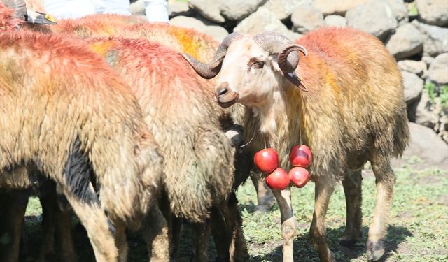 Kars'ta asırlık "koç katım" geleneği renkli görüntülerle yaşatılıyor