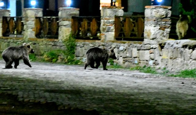 Kars'ta mahalleye inen bozayı ve yavruları yiyecek ararken görüntülendi