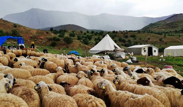 Küçükbaş Hayvan Desteklerinde Büyük Düşüş: Üreticiler İsyanda!