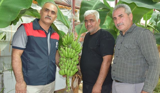 Malatya'da deneme amaçlı yapılan muz serasında hasat zamanı