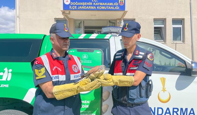 Malatya'da yaralı bulunan atmaca tedaviye alındı