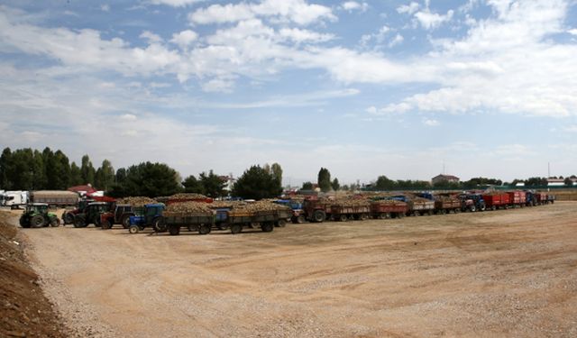 Muş'ta şeker pancarı alım kampanyası başladı