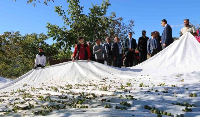 1400 dekar arazide 35 bin ceviz ağacı dikti