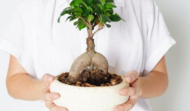 Bonsai çiçeği bakımıyla ilgili tüm detaylar