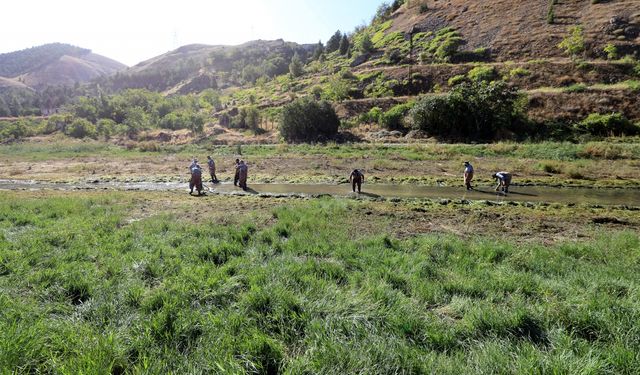 Elazığ'dan Doğu ve Güneydoğu Anadolu'daki göl ve göletlere 25 milyon sazan yavrusu takviyesi