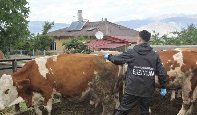 Erzincan’da şap aşılama programı başlatıldı