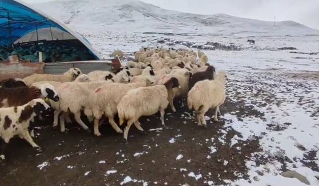 Erzincan'da Üreticiler Kar Yağışına Hazırlıksız Yakalandı! (VİDEO HABER)