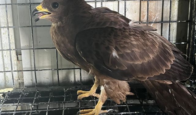 Erzurum'da bitkin bulunan arı şahini bakımının ardından doğaya bırakıldı