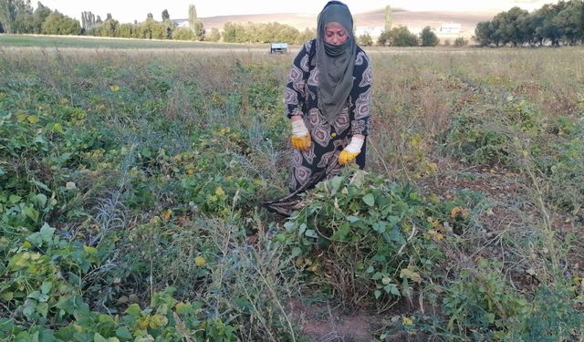 Erzurum'un tescilli Hınıs fasulyesinin hasadına başlandı