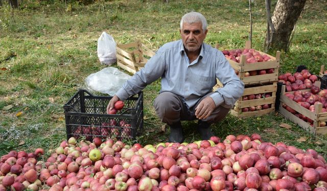 Hakkari'de elma hasadı başladı