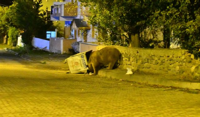 Kars'ın Sarıkamış ilçesine bozayılar indi