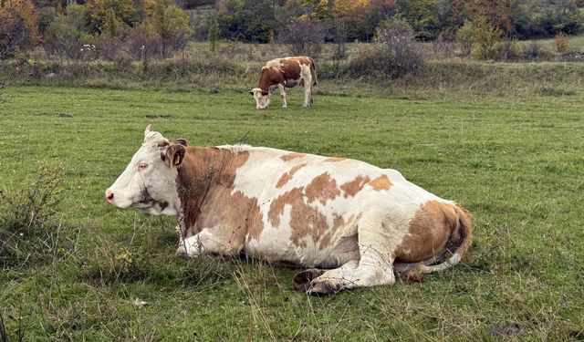 Posoflu üniversite mezunu Yeşim, hayvancılıkta köyüne örnek olmak istiyor