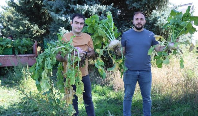 Şalgam, tarlasının önünden geçene bile şifa kaynağı