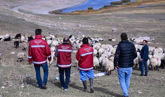 Van'da yaylalardan dönen sürülere sağlık hizmeti