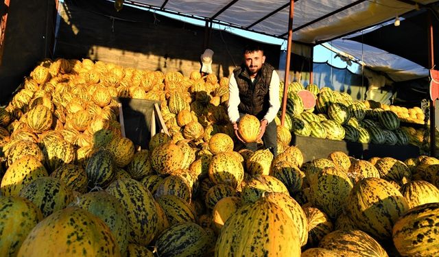 Arguvan’ın Efsanevi Narmikan Kavunu Sofralarda Yerini Alıyor