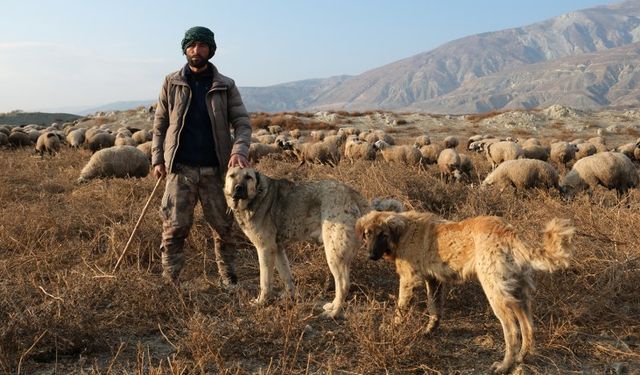 Erzincan'da çobanların en yakın dostları: Çoban köpekleri (VİDEO HABER)