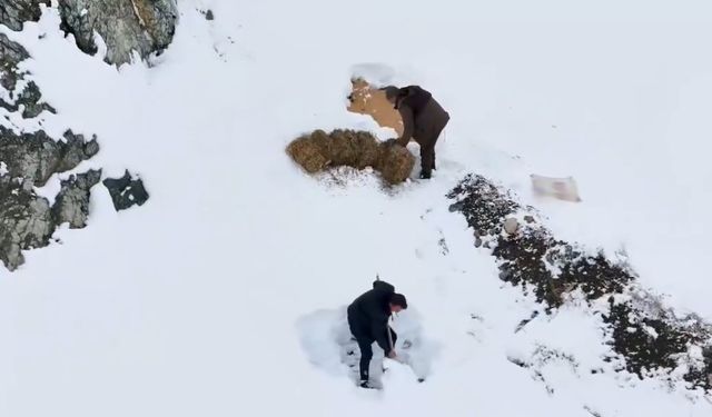 Erzincan'da yaban hayvanlarına yem bırakıldı