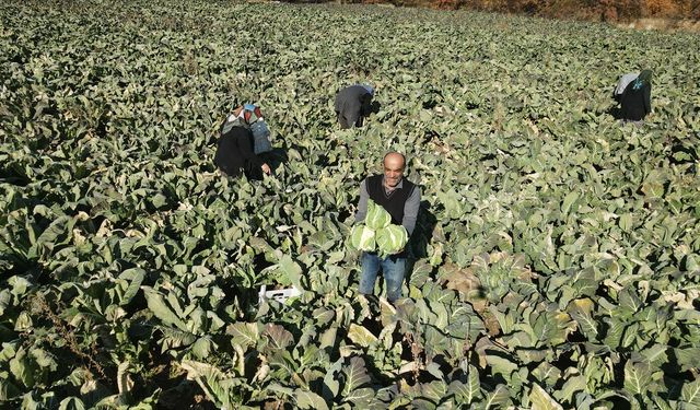 Erzincan sebze üretiminde bölgesel merkez olma yolunda ilerliyor