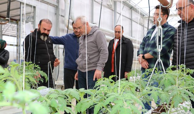 Erzincan’da İlk Jeotermal Sera, 700 Ton Domates Hasadıyla Başladı