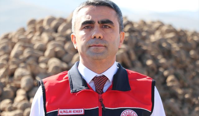 Erzurum'da şeker pancarının ekim alanı 5 yılda yüzde 35 arttı