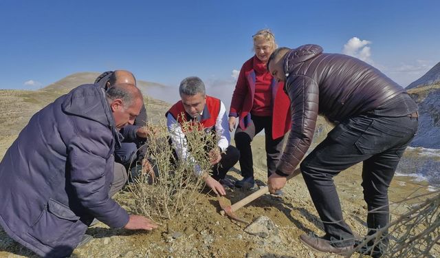 Erzurum’da tuz çalısı yetiştiriciliği başladı: Verimsiz meralar hayvanlar için verimli otlaklara dönüşüyor