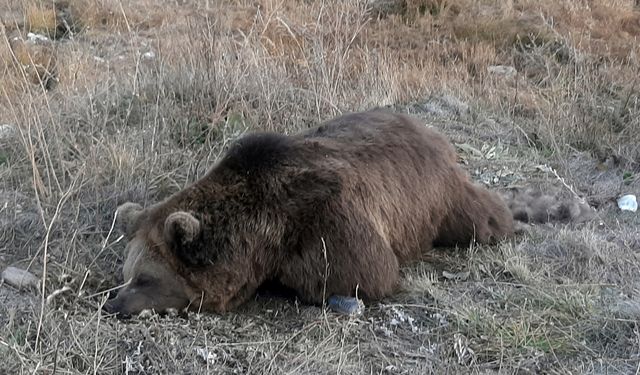 Kars'ta aracın çarptığı bozayı öldü